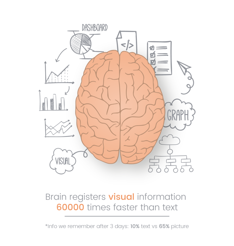 Processing the visual information by the human brain